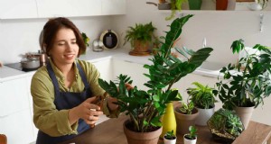 27 estrategias de expertos para revitalizar las plantas de interior de piernas largas para un crecimiento más completo 