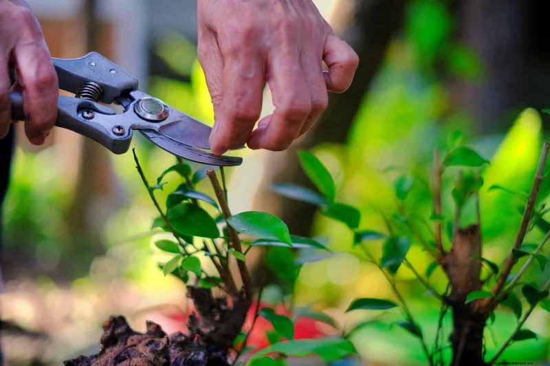 27 deskundige strategieën om langbenige kamerplanten nieuw leven in te blazen voor een volledigere groei 