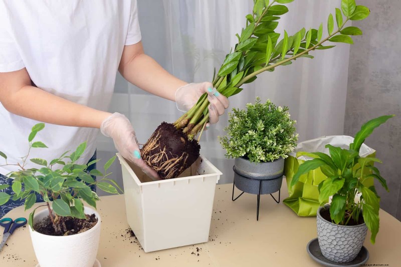 27 deskundige strategieën om langbenige kamerplanten nieuw leven in te blazen voor een volledigere groei 