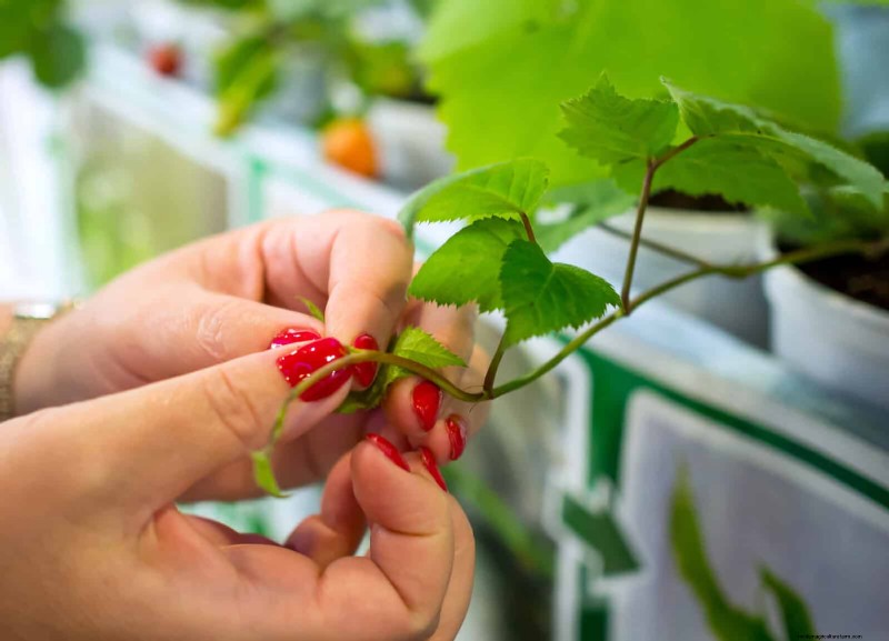 27 deskundige strategieën om langbenige kamerplanten nieuw leven in te blazen voor een volledigere groei 