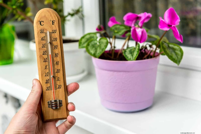 27 deskundige strategieën om langbenige kamerplanten nieuw leven in te blazen voor een volledigere groei 