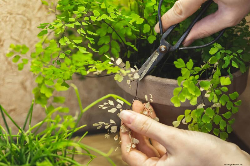 27 deskundige strategieën om langbenige kamerplanten nieuw leven in te blazen voor een volledigere groei 