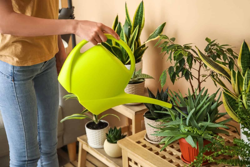 27 deskundige strategieën om langbenige kamerplanten nieuw leven in te blazen voor een volledigere groei 
