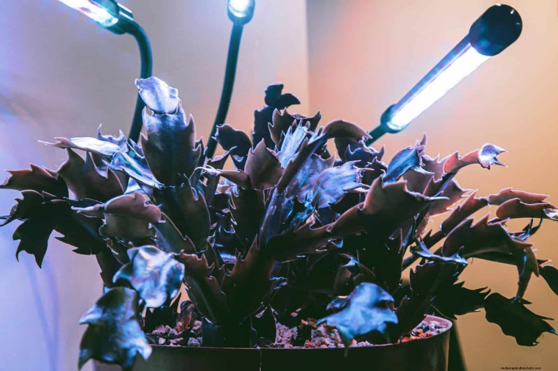 27 deskundige strategieën om langbenige kamerplanten nieuw leven in te blazen voor een volledigere groei 