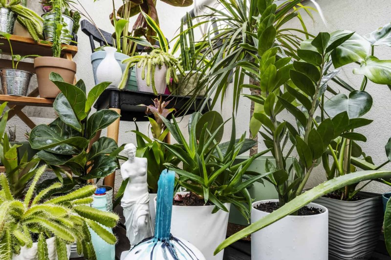 27 deskundige strategieën om langbenige kamerplanten nieuw leven in te blazen voor een volledigere groei 