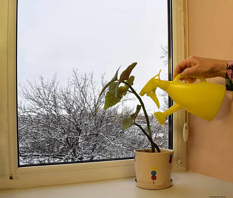 27 deskundige strategieën om langbenige kamerplanten nieuw leven in te blazen voor een volledigere groei 