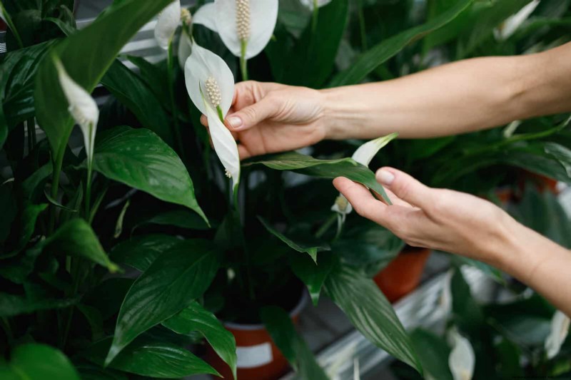 27 deskundige strategieën om langbenige kamerplanten nieuw leven in te blazen voor een volledigere groei 
