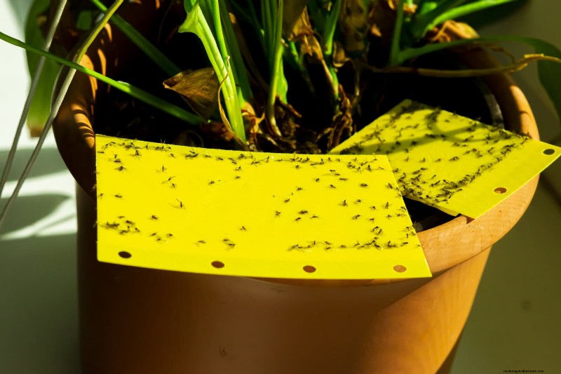 27 deskundige strategieën om langbenige kamerplanten nieuw leven in te blazen voor een volledigere groei 