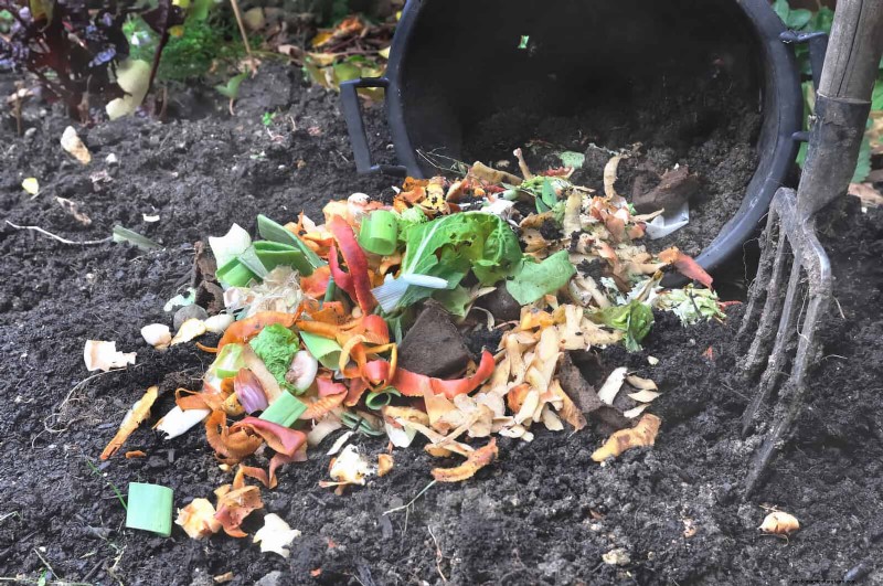 27 deskundige strategieën om langbenige kamerplanten nieuw leven in te blazen voor een volledigere groei 
