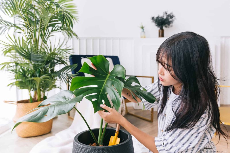 27 deskundige strategieën om langbenige kamerplanten nieuw leven in te blazen voor een volledigere groei 