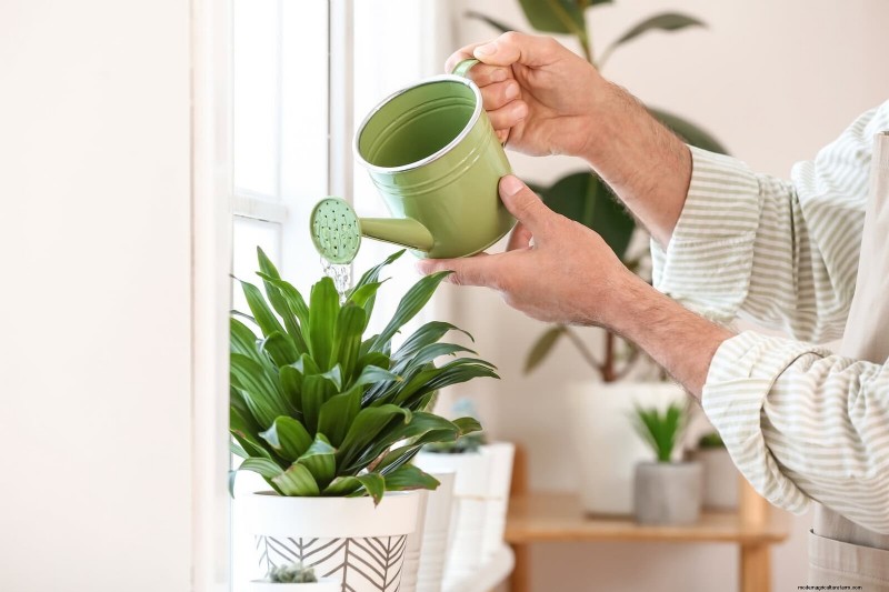 27 deskundige strategieën om langbenige kamerplanten nieuw leven in te blazen voor een volledigere groei 
