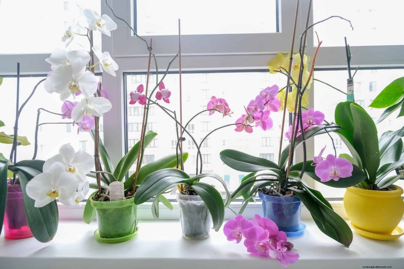 27 deskundige strategieën om langbenige kamerplanten nieuw leven in te blazen voor een volledigere groei 