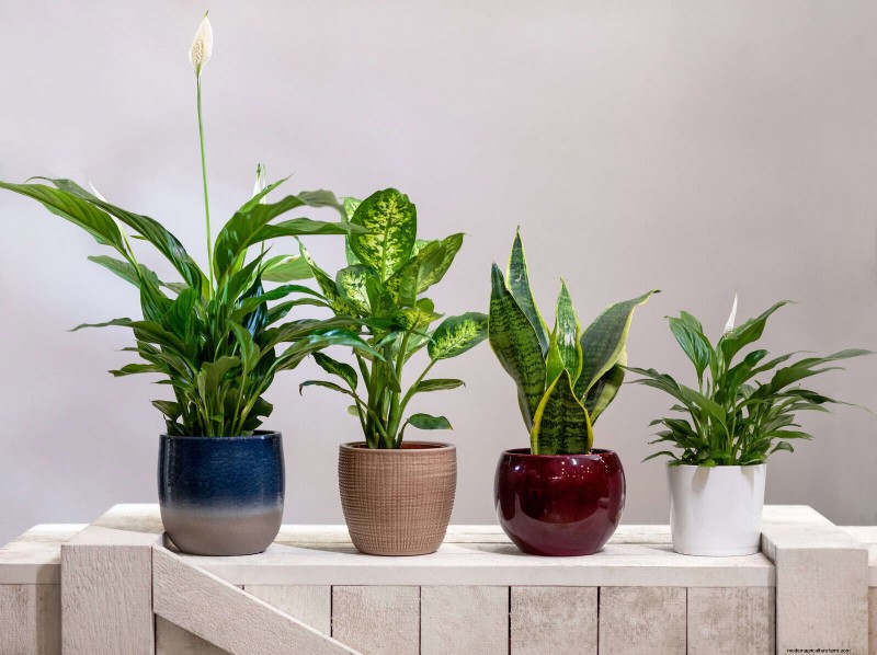 27 deskundige strategieën om langbenige kamerplanten nieuw leven in te blazen voor een volledigere groei 