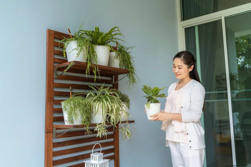 27 deskundige strategieën om langbenige kamerplanten nieuw leven in te blazen voor een volledigere groei 