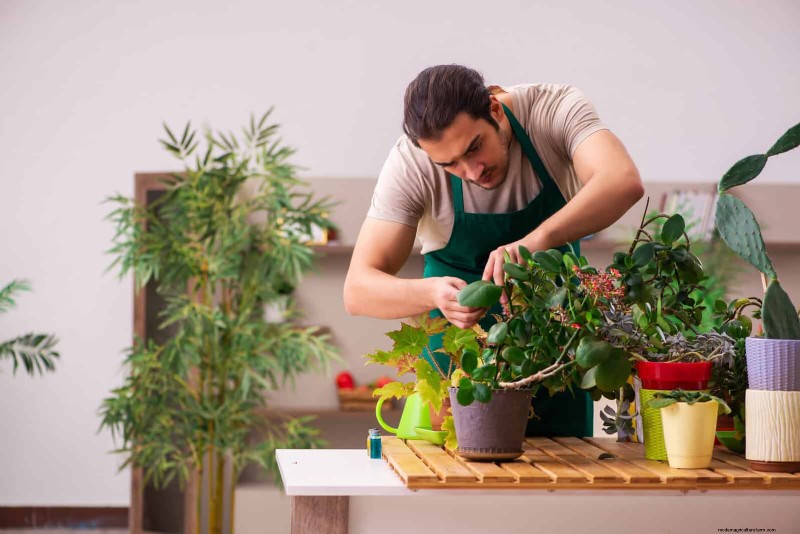 27 deskundige strategieën om langbenige kamerplanten nieuw leven in te blazen voor een volledigere groei 