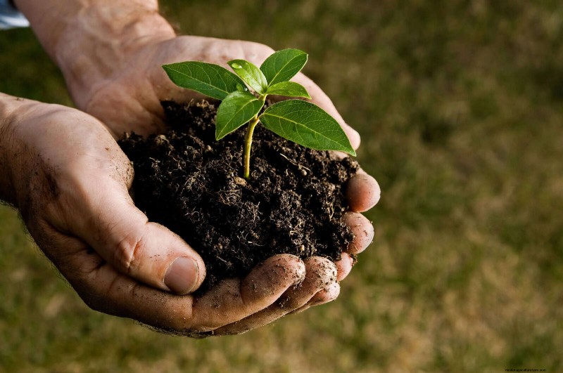 25 planten die op natuurlijke wijze de bodemgezondheid verrijken voor een bloeiende tuin 