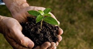 25 plantes qui enrichissent naturellement la santé du sol pour un jardin prospère 