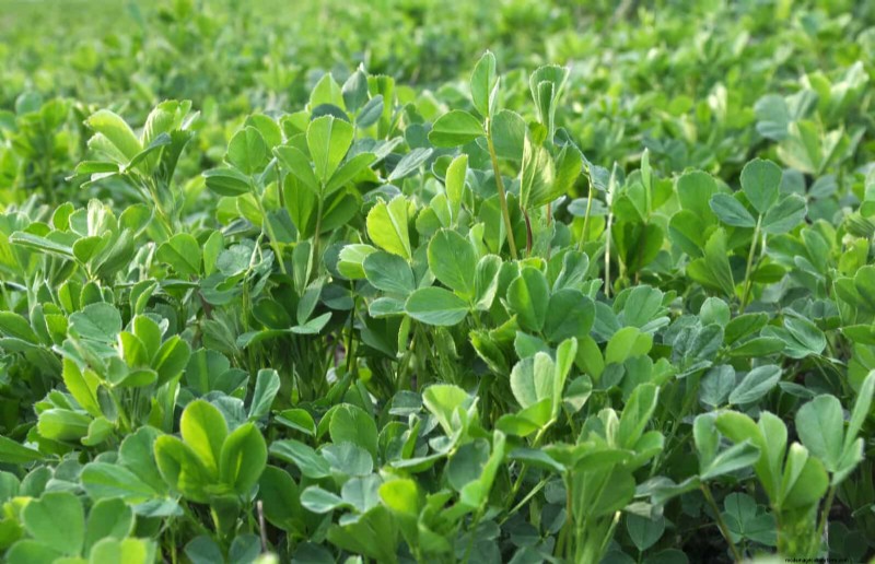 25 planten die op natuurlijke wijze de bodemgezondheid verrijken voor een bloeiende tuin 