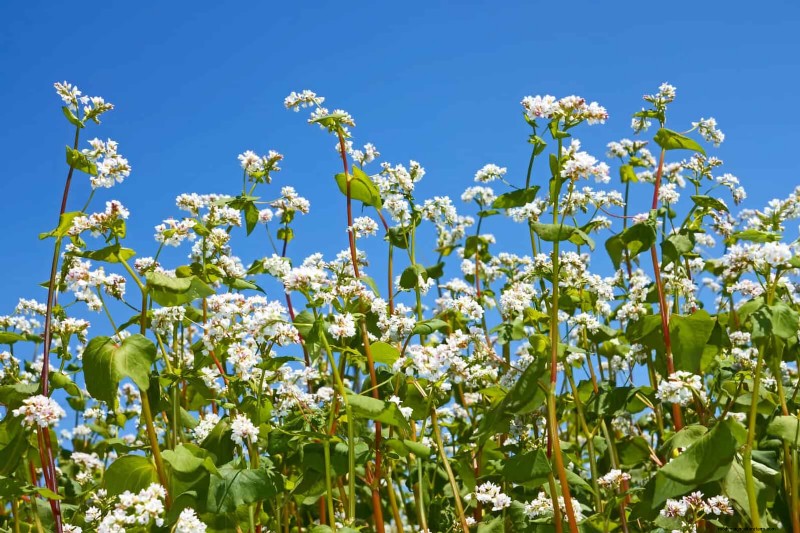 25 planten die op natuurlijke wijze de bodemgezondheid verrijken voor een bloeiende tuin 