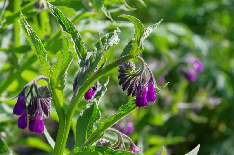 25 planten die op natuurlijke wijze de bodemgezondheid verrijken voor een bloeiende tuin 