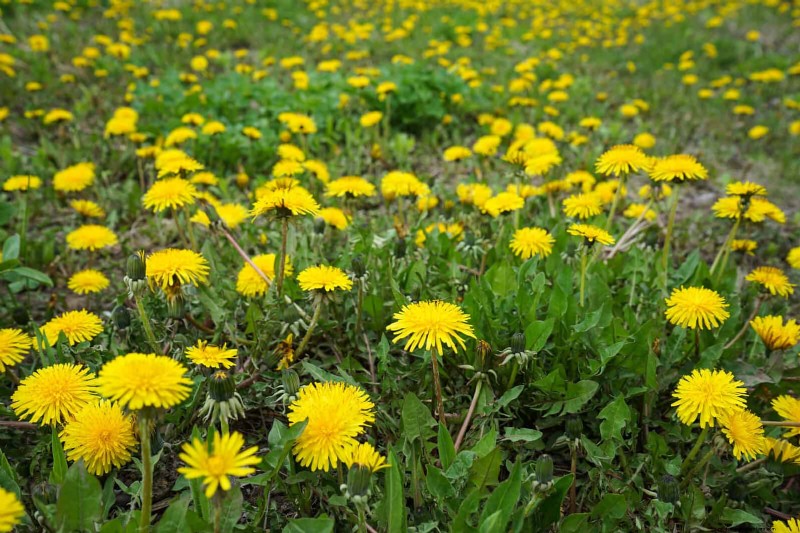 25 planten die op natuurlijke wijze de bodemgezondheid verrijken voor een bloeiende tuin 