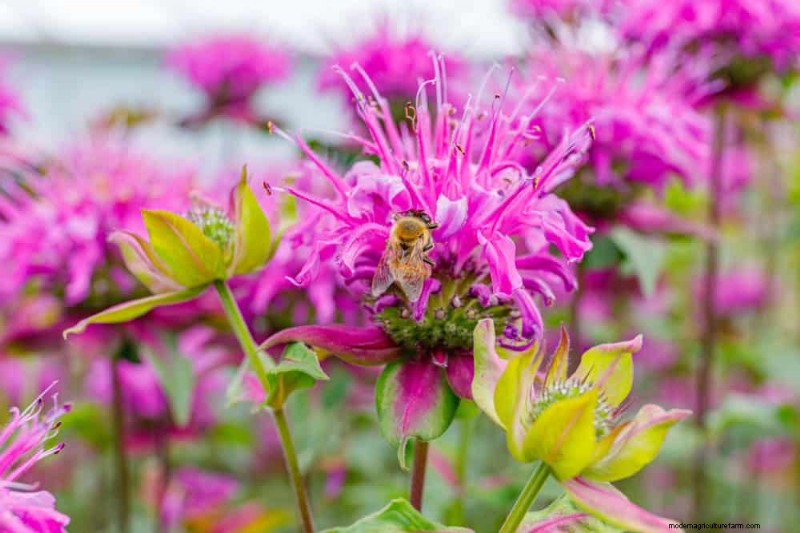 22 door experts aanbevolen planten die ongedierte afstoten en bestuivers stimuleren 
