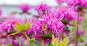 22 Expert‑Recommended Plants That Repel Pests and Boost Pollinators