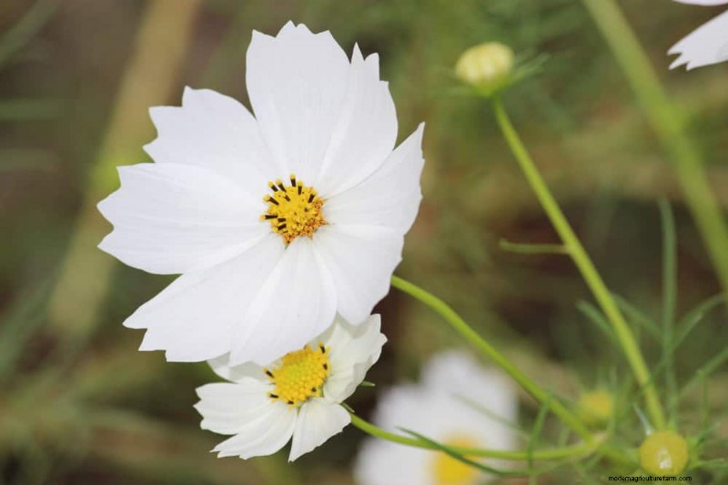 22 door experts aanbevolen planten die ongedierte afstoten en bestuivers stimuleren 