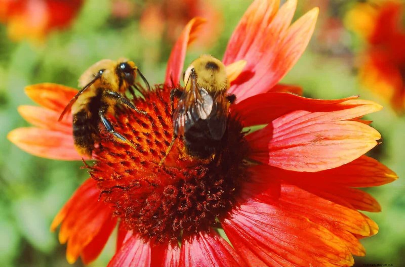 33 inheemse, nectarrijke planten om bijen en vlinders aan te trekken 