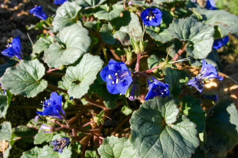 33 inheemse, nectarrijke planten om bijen en vlinders aan te trekken 