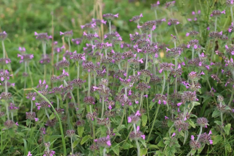33 inheemse, nectarrijke planten om bijen en vlinders aan te trekken 
