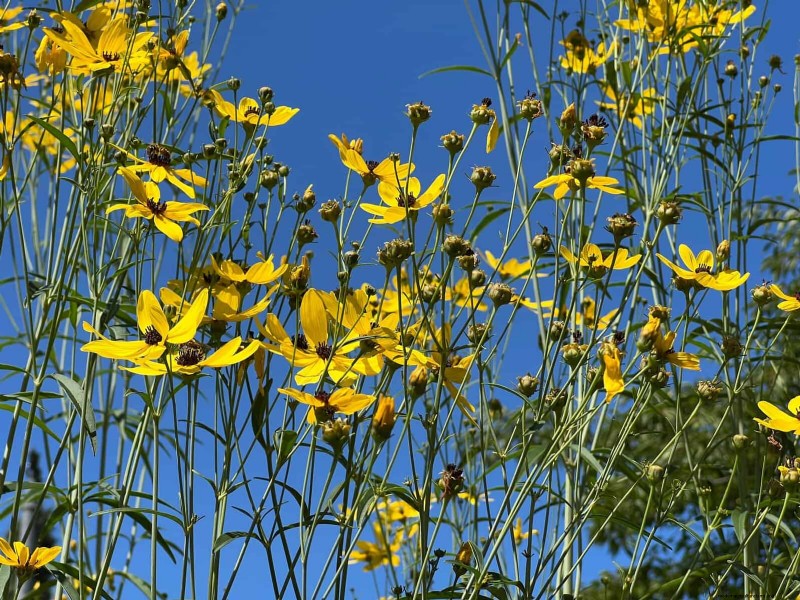 33 inheemse, nectarrijke planten om bijen en vlinders aan te trekken 