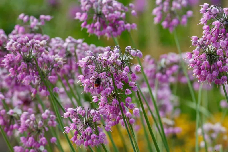 33 inheemse, nectarrijke planten om bijen en vlinders aan te trekken 