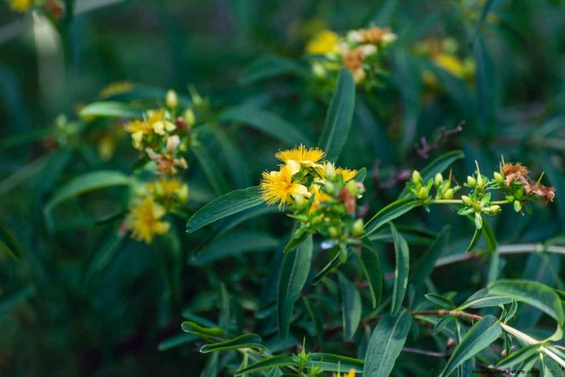 33 inheemse, nectarrijke planten om bijen en vlinders aan te trekken 