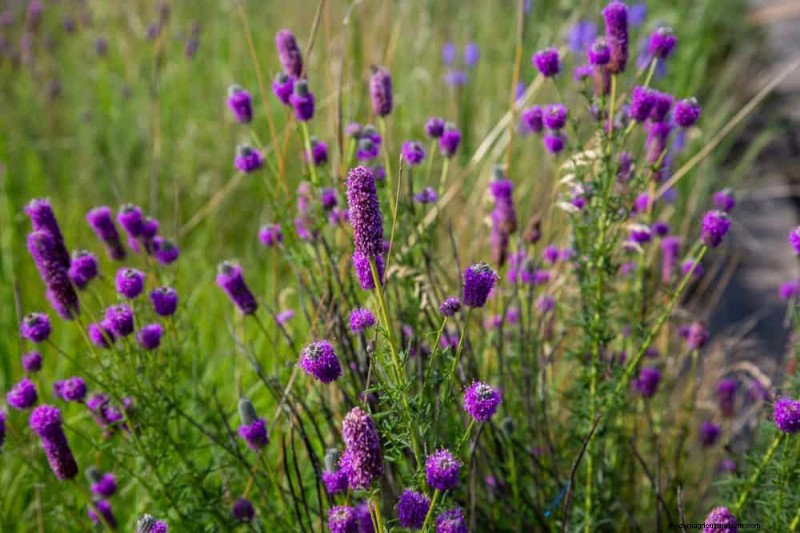 33 inheemse, nectarrijke planten om bijen en vlinders aan te trekken 
