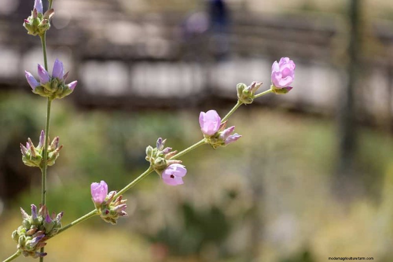 33 inheemse, nectarrijke planten om bijen en vlinders aan te trekken 