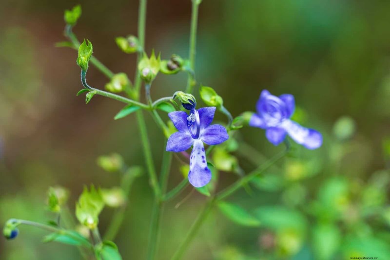 33 inheemse, nectarrijke planten om bijen en vlinders aan te trekken 
