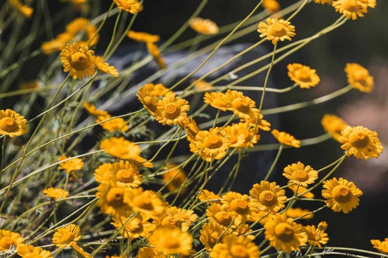 33 inheemse, nectarrijke planten om bijen en vlinders aan te trekken 
