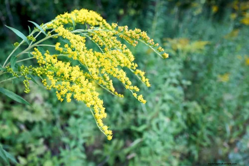 33 inheemse, nectarrijke planten om bijen en vlinders aan te trekken 