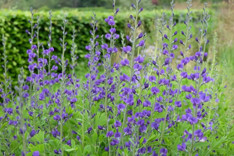 33 inheemse, nectarrijke planten om bijen en vlinders aan te trekken 