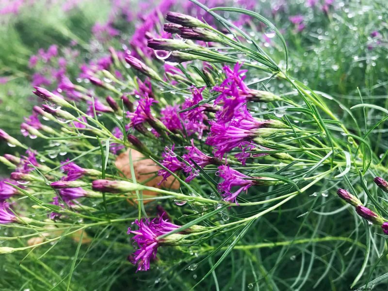 33 inheemse, nectarrijke planten om bijen en vlinders aan te trekken 
