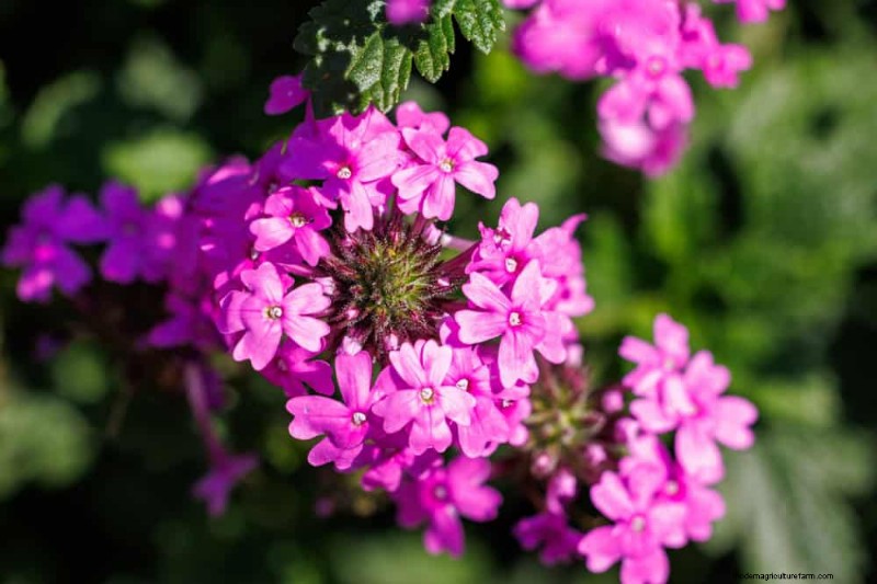 33 inheemse, nectarrijke planten om bijen en vlinders aan te trekken 