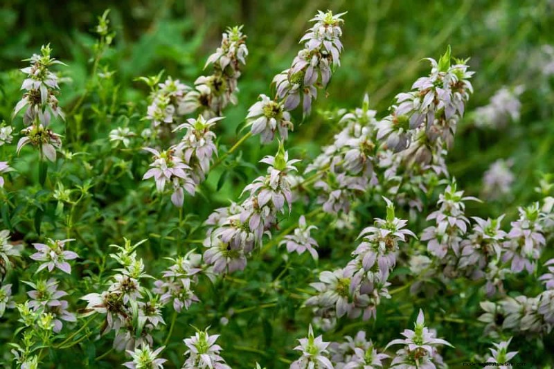 33 inheemse, nectarrijke planten om bijen en vlinders aan te trekken 