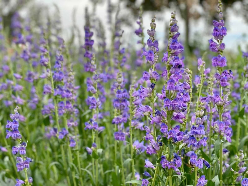 33 inheemse, nectarrijke planten om bijen en vlinders aan te trekken 