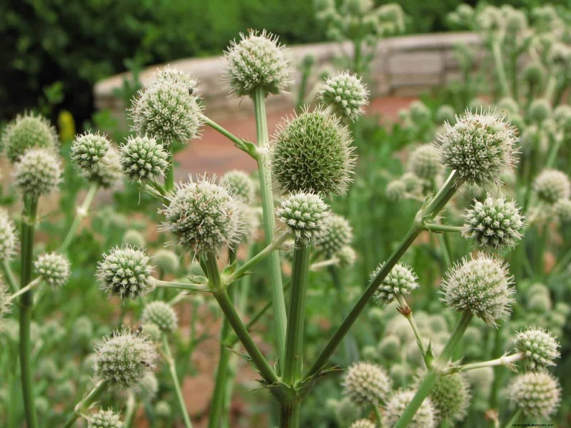 33 inheemse, nectarrijke planten om bijen en vlinders aan te trekken 
