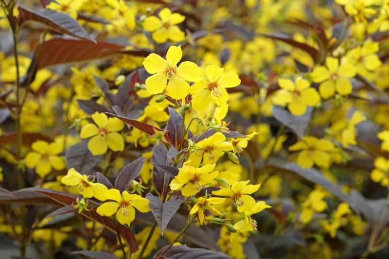 33 inheemse, nectarrijke planten om bijen en vlinders aan te trekken 