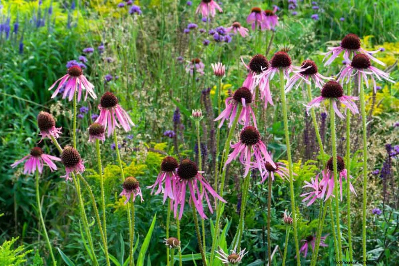 33 inheemse, nectarrijke planten om bijen en vlinders aan te trekken 
