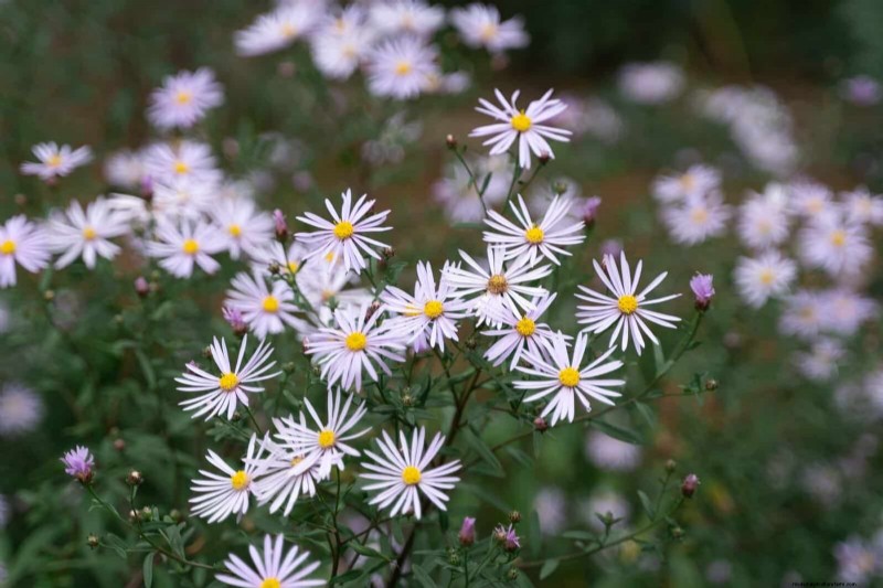 33 inheemse, nectarrijke planten om bijen en vlinders aan te trekken 
