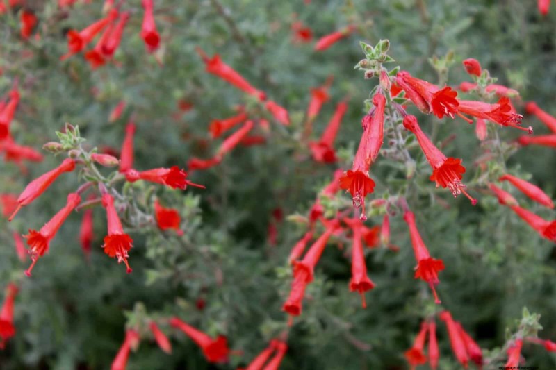 33 inheemse, nectarrijke planten om bijen en vlinders aan te trekken 