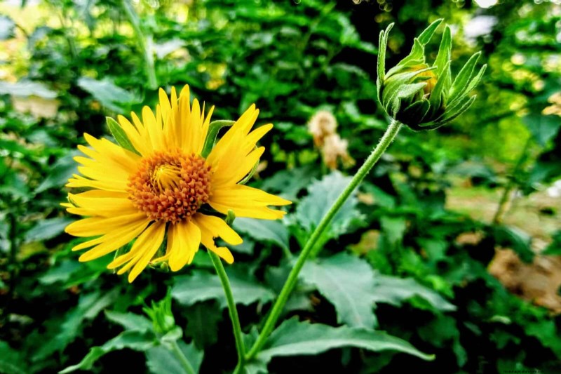 33 inheemse, nectarrijke planten om bijen en vlinders aan te trekken 